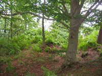 En frodig skov ligger lige nord for havnens område